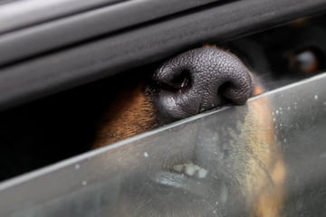 Herrchen 90 Minuten verschwunden: Im Auto eingesperrter Hund entkommt Hitzetod