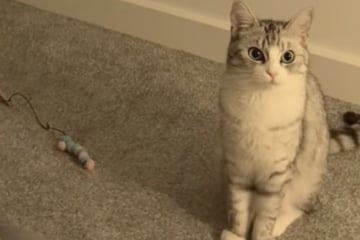 Katze hört Frauchen weinen: Was die Samtpfote dann macht, ist herzzerreißend