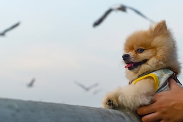 Urlaub vorbei – Hund weg! Zwergspitz am Flughafen beschlagnahmt