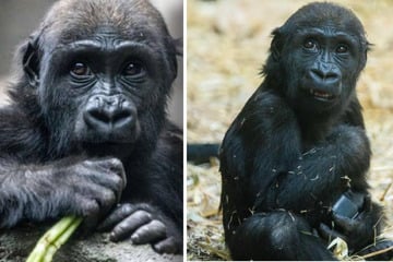 Todesdrama im Affengehege: Gorilla-Mädchen von hydraulischer Tür erschlagen