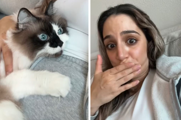 Frauchen zeigt ihren Katzen, dass sie schwanger ist: Die Reaktionen hauen sie um