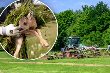 Elf tote Tiere! Reh-Massaker auf sächsischer Wiese