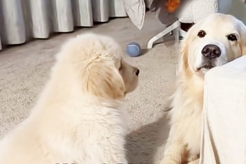 Golden Retriever kann sich nicht für neuen Welpen begeistern: Was der Kleine dann macht, lässt Herzen schmelzen