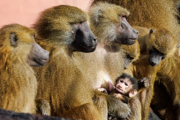 Tötung von Pavianen in Zoo: Tierschützer drohen mit Strafanzeige