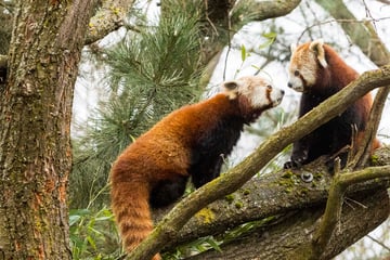Wie niedlich sind die denn? Dresdner Zoo hat neue Pandas