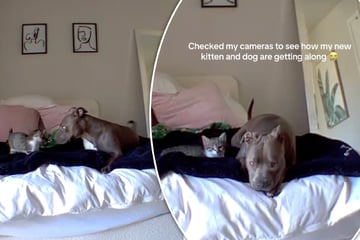 Hund und Kätzchen alleine zu Hause: Was dann passiert, sorgt für Schmunzeln im Netz