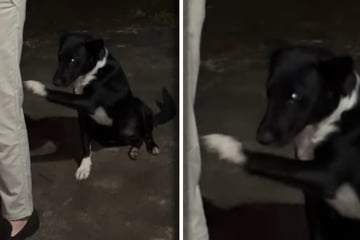 Fremder Hund reicht Paar die Pfote: Was 30 Minuten später passiert, geht so vielen ans Herz