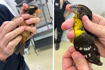 Schockierender Singvögel-Schmuggel: Ein Tier stirbt trotz Klinik