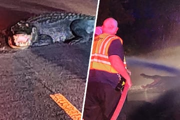 Giant "dinosaur" of an alligator blocks road and snaps at drivers!