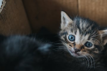 Auf Rastplatz ausgesetzt: Sechs Babykatzen völlig geschwächt