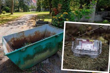 Leipzig: Sensationelle Entdeckung: Forscher finden auf Leipziger Friedhof Plastikmüll-Fresser