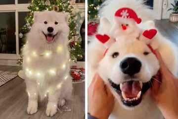 TikTok is obsessed with this sweet dog's Christmas outfits!