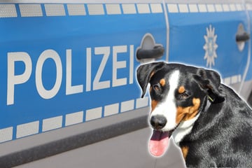 Hund aus Mitleid gestohlen: Polizei stellt Mann in Weimar