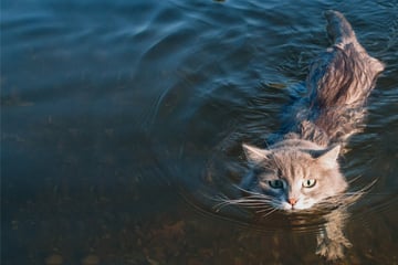 Can cats swim? Why furry felines hate the water