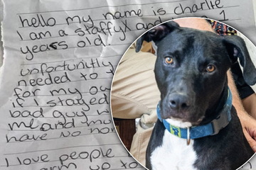 Fußgänger findet Hund mit Zettel am Halsband: Als er liest, was darauf steht, zerbricht sein Herz