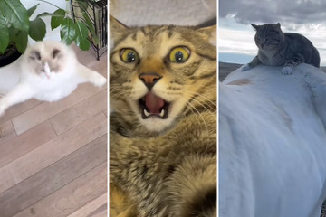 Three TikTok clips that prove cats rule the internet