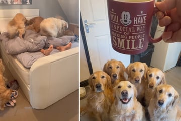 Golden Retriever sollen Herrchen wecken: Was dann passiert, ist erbarmungslos