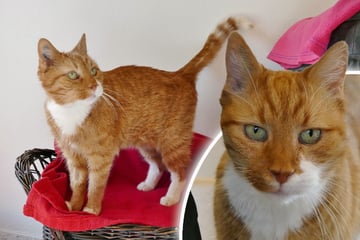 Im Alter auf der Straße? Schicksal dieses Katers bricht einem das Herz