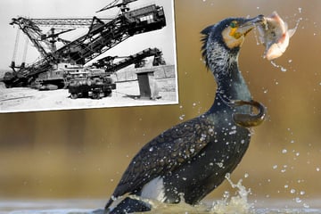 Menschen tabu: Dieser Tagebau-See gehört der größten Kormoran-Kolonie