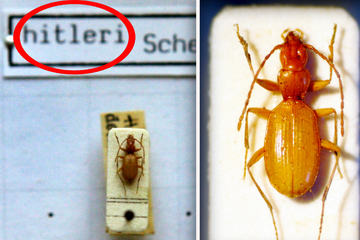 Klein und braun: Hitler-Käfer sorgt für Wirbel