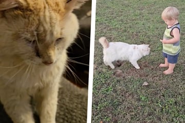 Abandoned cat forges forever bond with toddler in heartmelting video