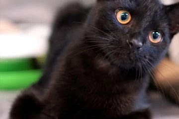 Mit nur vier Monaten im Tierheim gelandet: Wer lässt Saturn an seinem Nachthimmel erstrahlen?