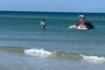 Schock vor Anholt: Schaulustige machen Selfies auf dem Kadaver von "Timmy"!