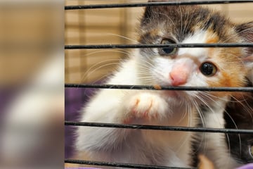 Adopting a cat: Everything to know about shelter adoption
