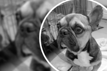 Abgemagert und übersät mit Maden: Ausgesetzte Bulldogge verliert Kampf
