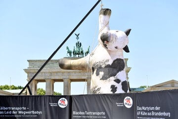 Berlin: Riesige Kuh vor Brandenburger Tor aufgehängt: Das steckt hinter der Aktion