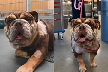 "Fast wie eine Enthauptung": Tierschützer entdecken Bulldogge in verheerendem Zustand