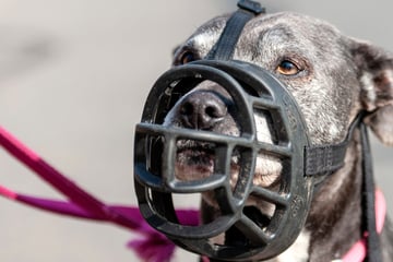 Schreckliche Beißattacke in Marburg: Diese Regeln gelten für Hundehalter