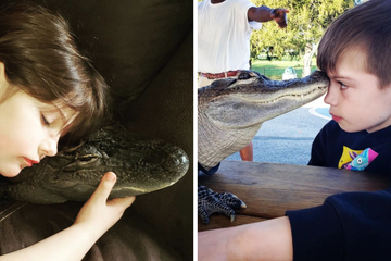 Wally the emotional support alligator will crawl his way into your heart