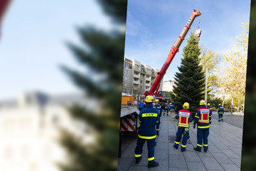 Hochsommer in Dresden, doch die Suche nach einem Weihnachtsbaum läuft schon!