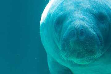 Inside the fight to save the mysterious African manatee