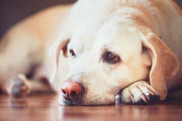 Wurmbefall beim Hund: Wie erkennst Du ihn und was kannst Du dagegen tun?