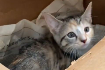 Abandoned kitten found in box with heart-breaking note goes viral on TikTok