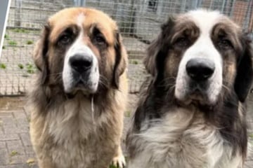 Einsame Hunde auf Firmengelände zurückgelassen: Lolek und Bolek nicht mehr wiederzuerkennen