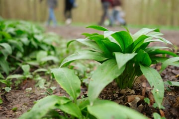 Leipzig: Und es geht wieder los: Banden klauen Dutzende Kilo Bärlauch aus Leipzigs Wäldern