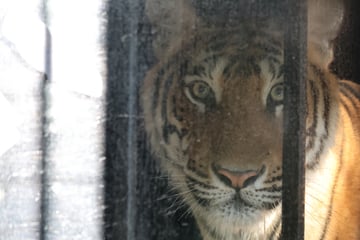 Leipzig: "Spielen und kuscheln miteinander": So geht es den beschlagnahmten Tigern von Carmen Zander in Spanien