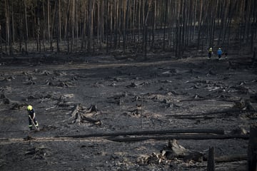 Ausbreitung von Mega-Waldbrand verhindert: Vier Hubschrauber im Einsatz