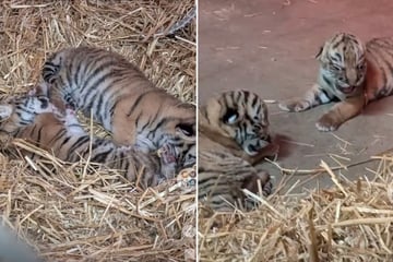 Como Zoo welcomes rare tiger cubs with adorable announcement