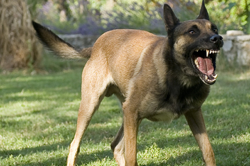 Hochzeit endet blutig: Polizeihund beißt sich in Säugling fest