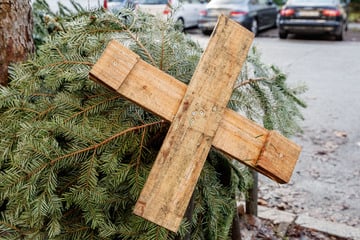 Hamburg: Abholung startet: Was passiert mit den Weihnachtsbäumen?