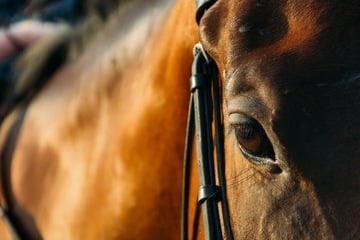 Schon wieder Pferd sexuell missbraucht: Polizei hat konkreten Verdacht