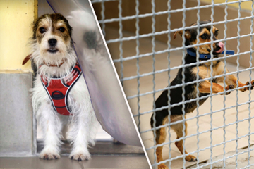 Zu viele junge Hunde: Tierheime in Deutschland verhängen Aufnahmestopp