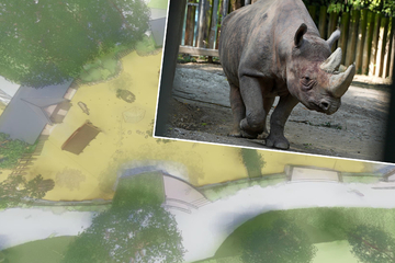 Neue Nashorn-Anlage im Kölner Zoo, Bisons und Ochsen müssen dafür weichen