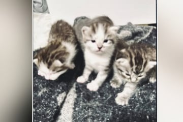 Herzlos-Räuber lassen Katzenbabys bei Einbruch mitgehen: Kurz darauf folgt die Überraschung