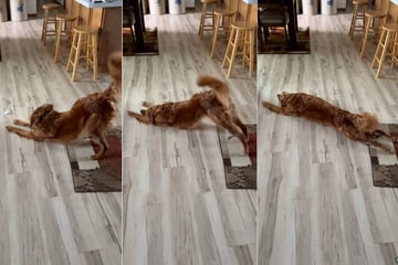 Frauchen bietet Golden Retriever Eiswürfel an: Dessen Reaktion begeistert Millionen