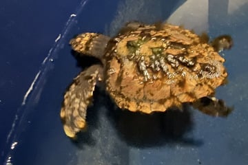 Gefährdete Schildkrötenart an Nordseestrand entdeckt